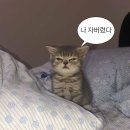 송파 마리동물병원 이미지