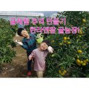 대성산업 | 25년 10월11월12월 제주도여행 중 서귀포 귤따기체험으로 가볼만한곳