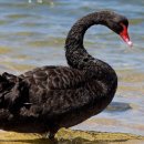 Black Swan 이미지