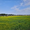 맹방유채꽃마을 이미지