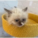 강아지에 빠지다 이미지