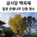 행복을주는나무 | 밀양 금시당 백곡재 400년 은행나무 단풍 주차장 방문 후기