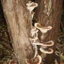 아카시아재목버섯(장수버섯, 아카시영지) 이미지