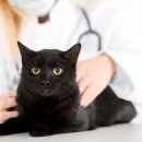 이즈 동물병원 이미지