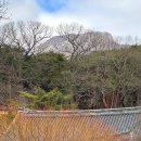 통도사(부산) | 부산 근교 양산통도사 자장매 홍매화후기