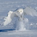 흰올빼미 [Snowy owl (Bubo scandiacus)] 이미지