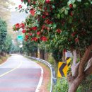 산양일주도로가로수 이미지