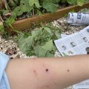 맹맹이농장 이미지