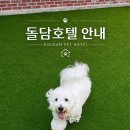 돌담동물의료센터 | 📢 [돌담동물의료센터] 반려견 호텔 이용 안내 및 예약 필수사항📢