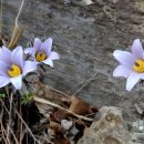 이른봄의 서정 이미지