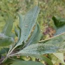 차식농장 이미지