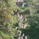 광사로 이팝나무길 | 5월이면 꼭 봐야 할 하얀 눈꽃 물결, 완재정을 뒤덮은 위양지 이팝나무 후기