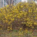 개나리봄약국 이미지