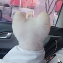 24시애견미용 이미지