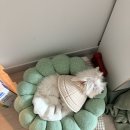 댕댕이펫살롱 이미지