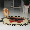 미스터도그 이미지