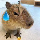 밀린거제출