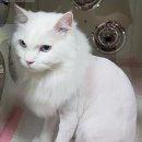 이쁘냥 고양이미용실 서대문점 이미지