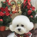 축복 펫살롱 이미지