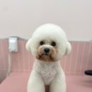 딩굴댕굴 애견호텔 유치원 이미지