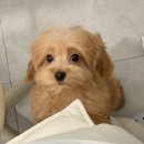 예쁜강아지 | 서울 강북구 강아지분양 멍가네 너무 예쁜 말티푸 '포리' 분양후기 ♥