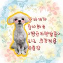 영블리 펫살롱 | 월성동애견미용 강아지가 좋아하는 곳 교감미용 영블리펫살롱