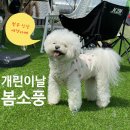 오마이멍멍 이미지