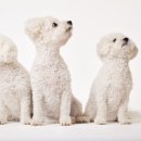 곱슬강아지 이미지