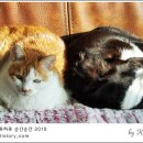묘르신 이미지