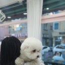 동글하개 이미지