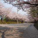 황령산 벚꽃길 이미지