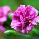 세심촌가 이미지