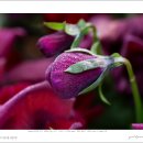 팬지(Viola tricolor var. hortensis) 이미지