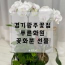 경기광주꽃집 푸른화원에서 호접란 화분 선물 성공한 후기