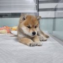 수원시바견 이미지