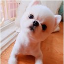 개이쁘개 이미지