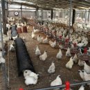 김경철농장 이미지