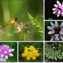 오늘 11월 15일의 꽃말은 -- 황금싸리 (Crown Vetch) -- 입니다 이미지