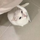 코봉이 이미지
