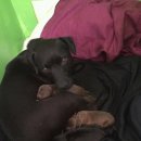 Patterdale Pups Nuttall/Stevens lines 이미지