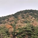 파인 관광농원 이미지