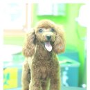똘이펫 이미지