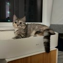 고양이 스크래쳐 두잇 스크래쳐 올데이보드 사용후기