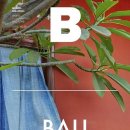 발리(BALI) 티스토리