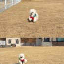 월월애견펜션 이미지