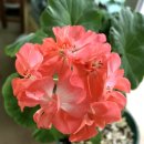 빛으로부터..(fr 이미지