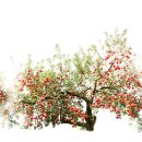 예산 사과나무 이미지