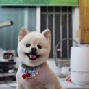 폼나개이뿌개 이미지