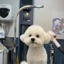 귀빈펫살롱 이미지