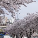 남대천강릉교밑 네이버블로그